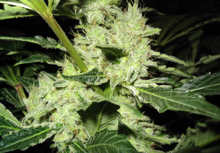 D.C. Cannabis Law: The Ultimate Guide