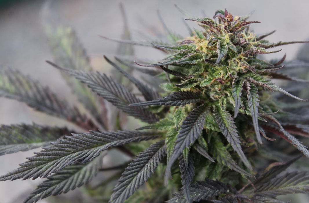 How To Dry and Cure Marijuana: Unlocking Flavor and Potency
