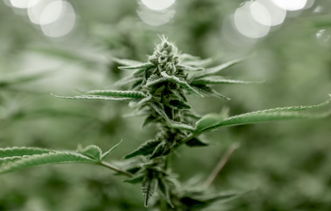 The Ultimate Guide: How to Store Your Cannabis to Maintain Freshness and Potency for Years