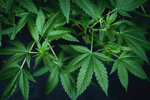 The Art of Cannabis Curation: Preserving the Quality of Flower Buds
