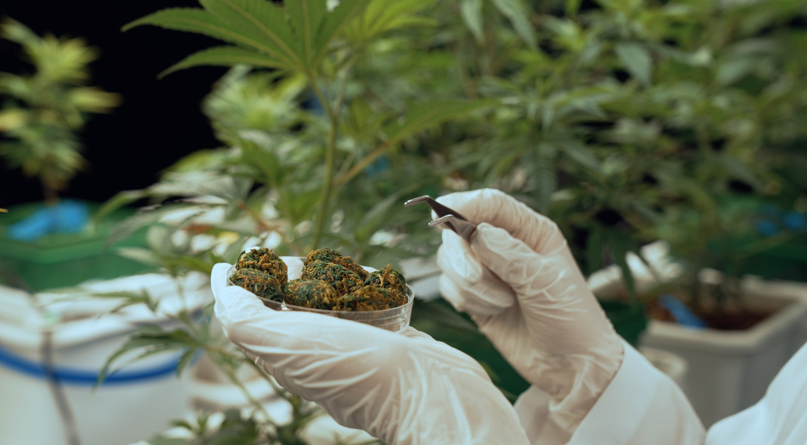 Sleep Harmony: 7 Powerful Tips For Microdosing At Night For Balance