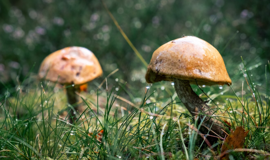 Astonishing Facts About Penis Mushrooms: Dive Deep into Their Enigmatic World