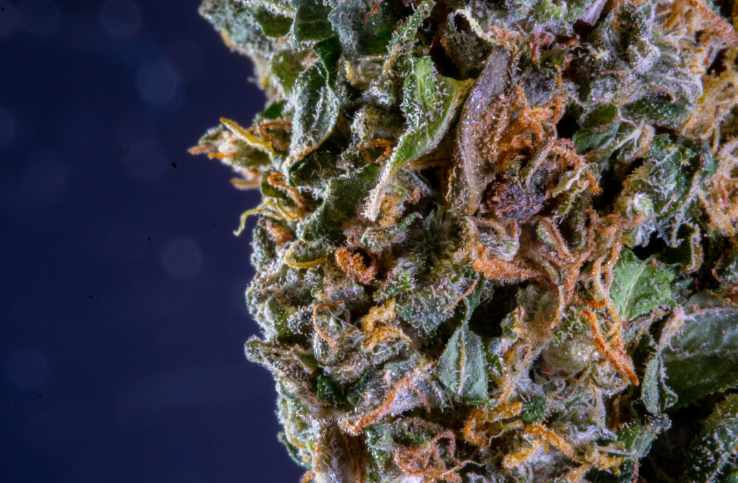 Your Ultimate Guide to THC Dosage 101: Your Complete Handbook to Edibles, Tinctures, and Beyond