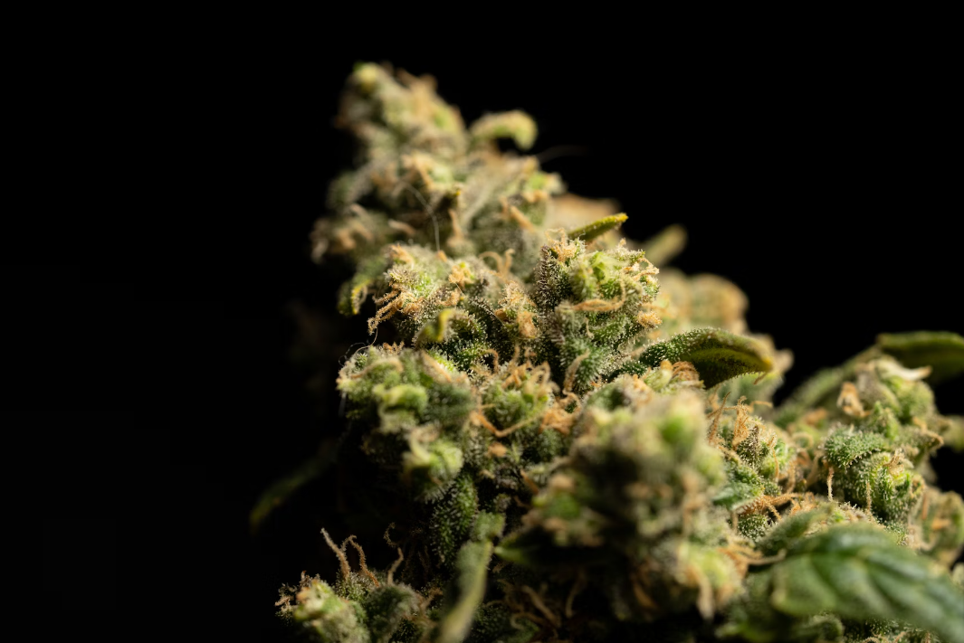 Astonishing Facts About Black Hash For Potent Hits