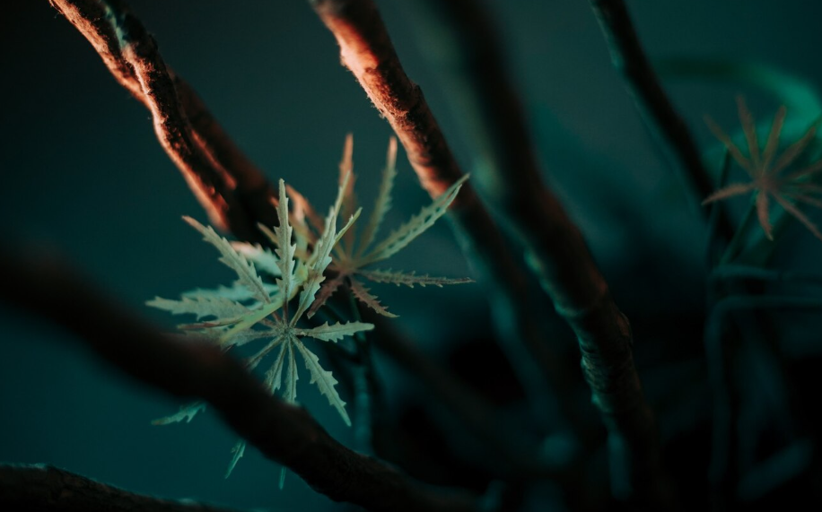 The Magic of Topical THC: 7 Things You Need to Know for Localized Relief