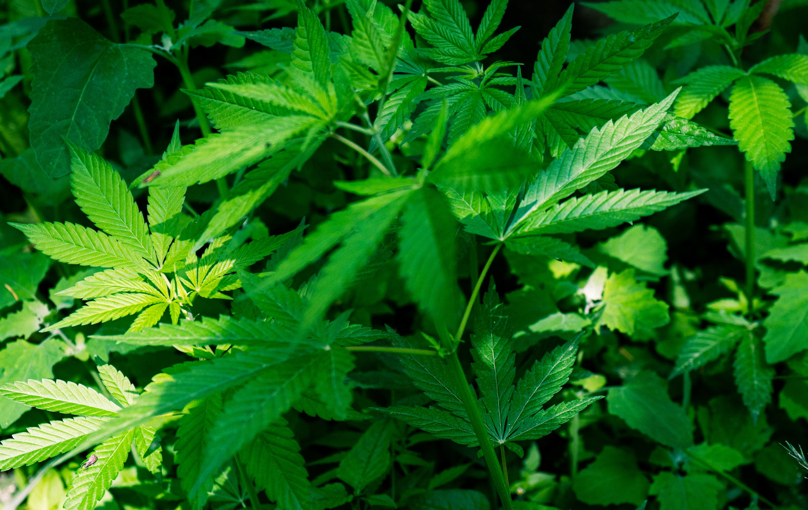 Best Benefits of Weed Gum For Discreet Relief in 2023