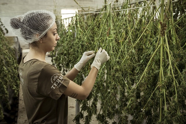 Cannabis in the Kitchen: Storing and Preserving Cannabis for Culinary Use
