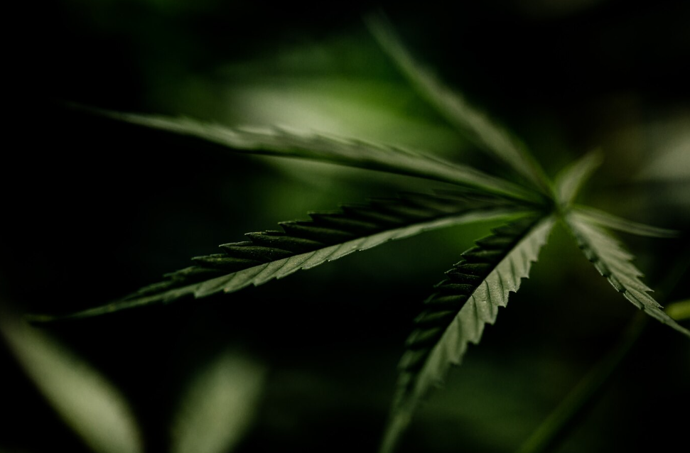 The Ultimate Guide to Relieving Chronic Pain: Can THC and CBD Be Your Miracle Cure?