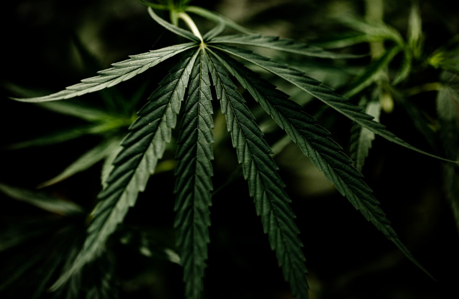 How To Make Your Weed High Last Longer: Expert Tips for a Prolonged Experience