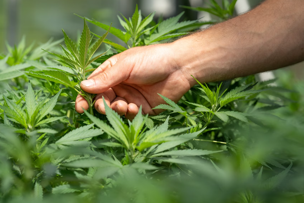 11 Vital Tips for Microdosing Cannabis: A Beginner's Safety Guide