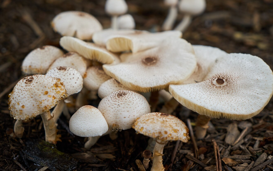 The Enchanting World of Magic Mushrooms Sales: A Comprehensive Guide