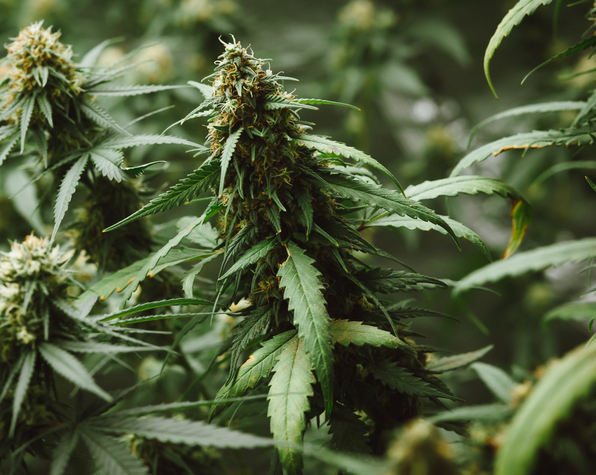 The Ultimate Guide to the Strongest Sativa Strain for Daytime Use