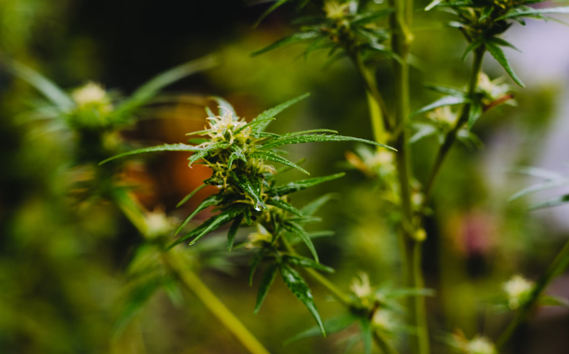 The Ultimate Guide to Understanding Humulene Terpene: Strains, Benefits, Effects—11 Secrets Unveiled!