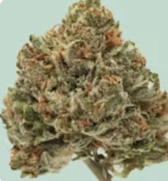 Master Kush