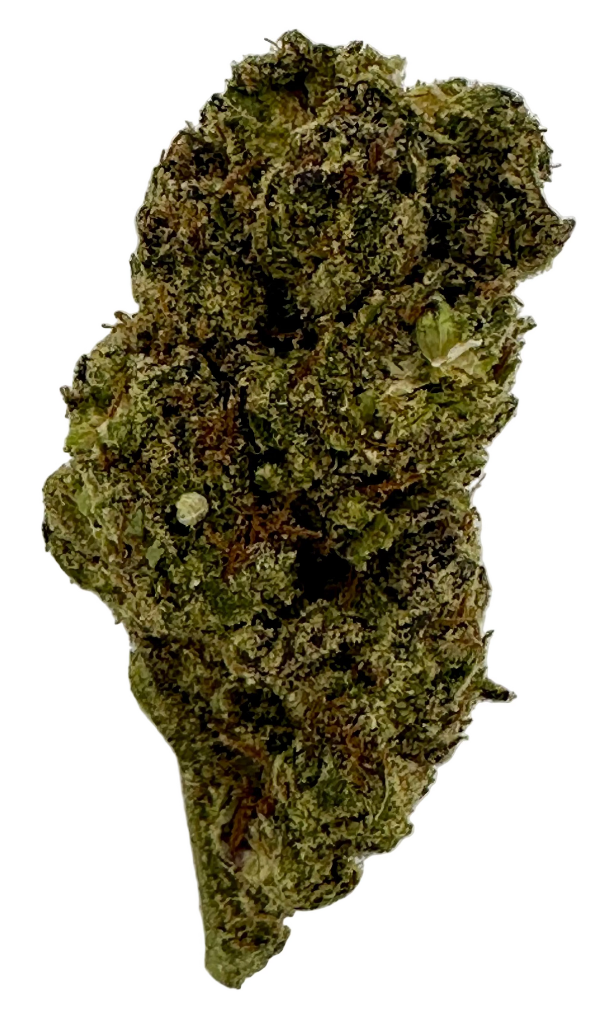 Blue Gusher (Hybrid/Indica)